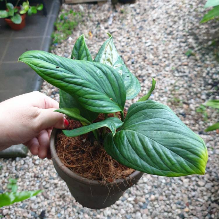 plant image 1564224 plant image 1564224