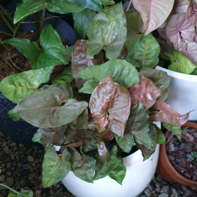 plant image 1564603