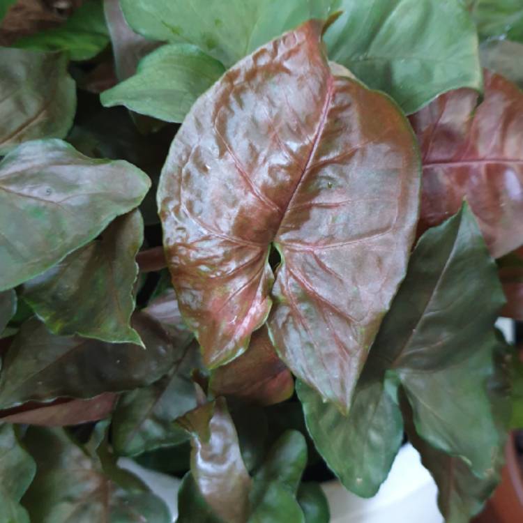 Plant image Syngonium podophyllum 'Exotic Allusion'