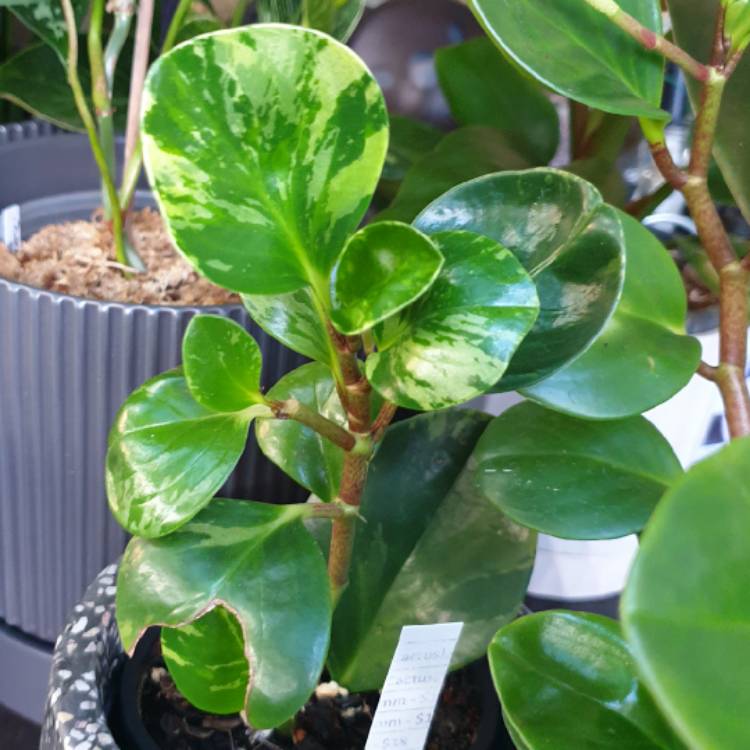 Plant image Peperomia obtusifolia (Magnoliifolia Group) 'Golden Gate' syn. Peperomia obtusifolia 'Golden Gate'