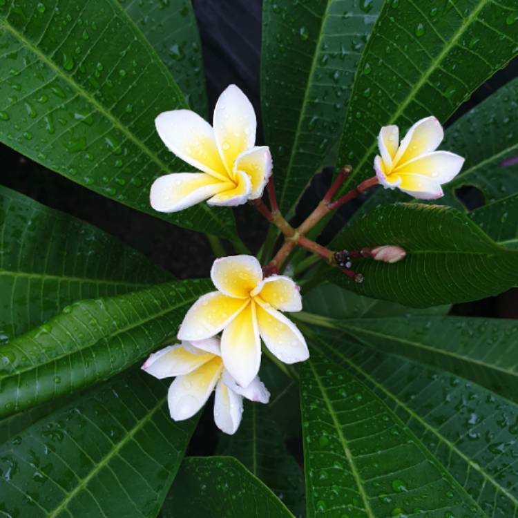 plant image 1565451 plant image 1565451