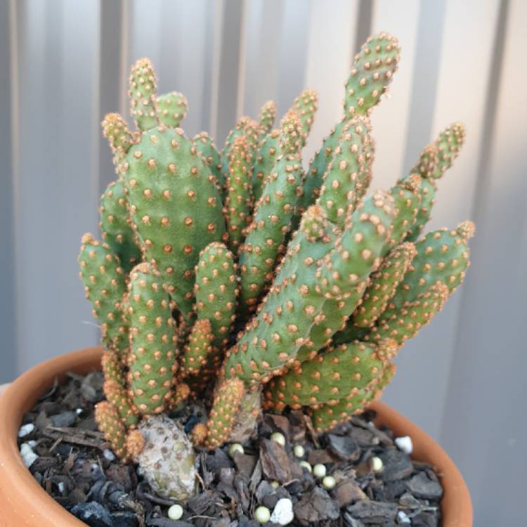 plant image 1568526 plant image 1568526