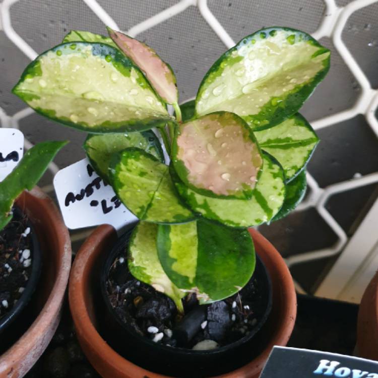 plant image 1571920 plant image 1571920