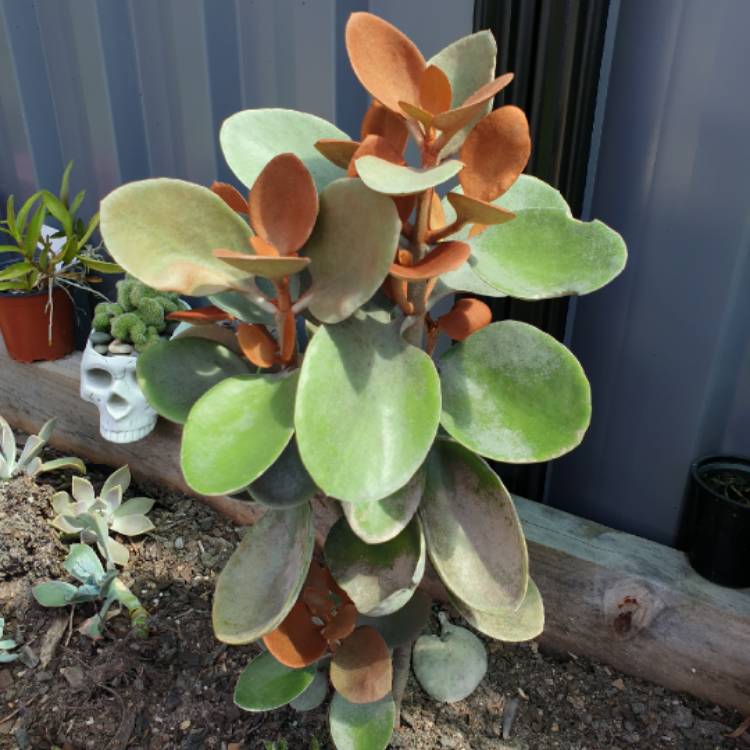 plant image 1572686