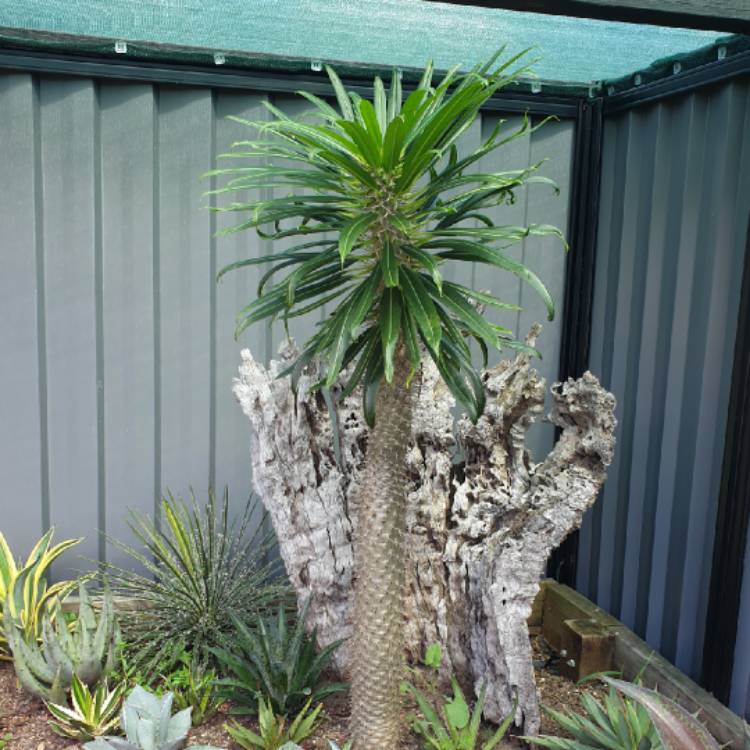 Plant image Pachypodium lamerei
