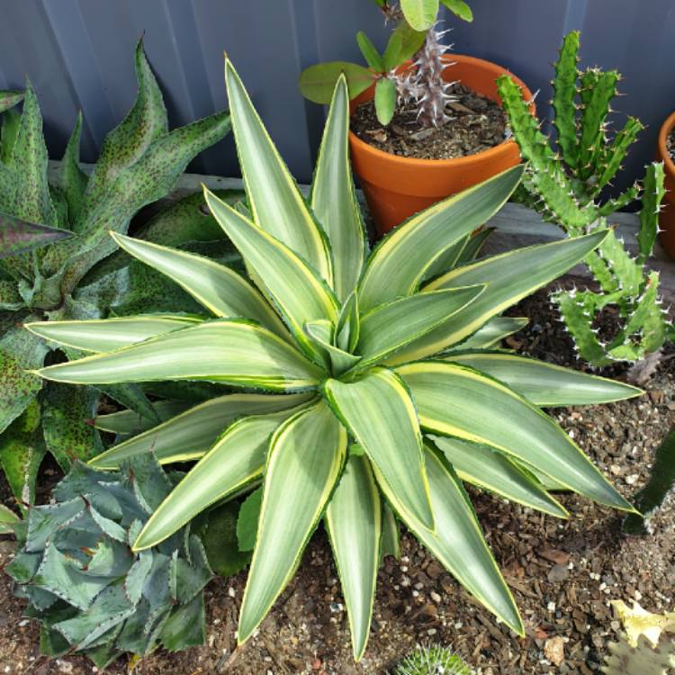 Plant image Agave Joe Hoak