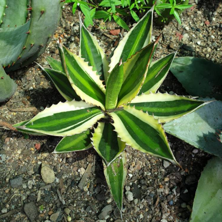 plant image 1572693 plant image 1572693