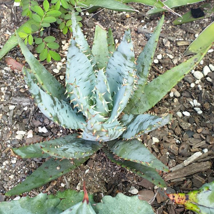 Plant image Aloe peglerae