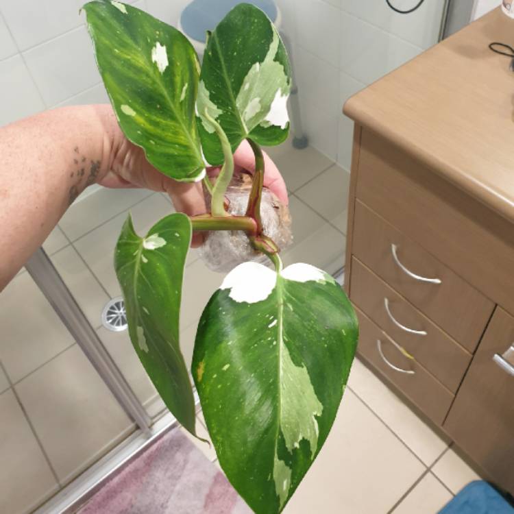 Plant image Philodendron 'White Princess'