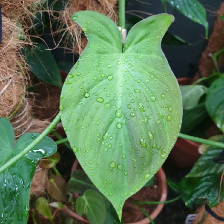 plant image 1574190