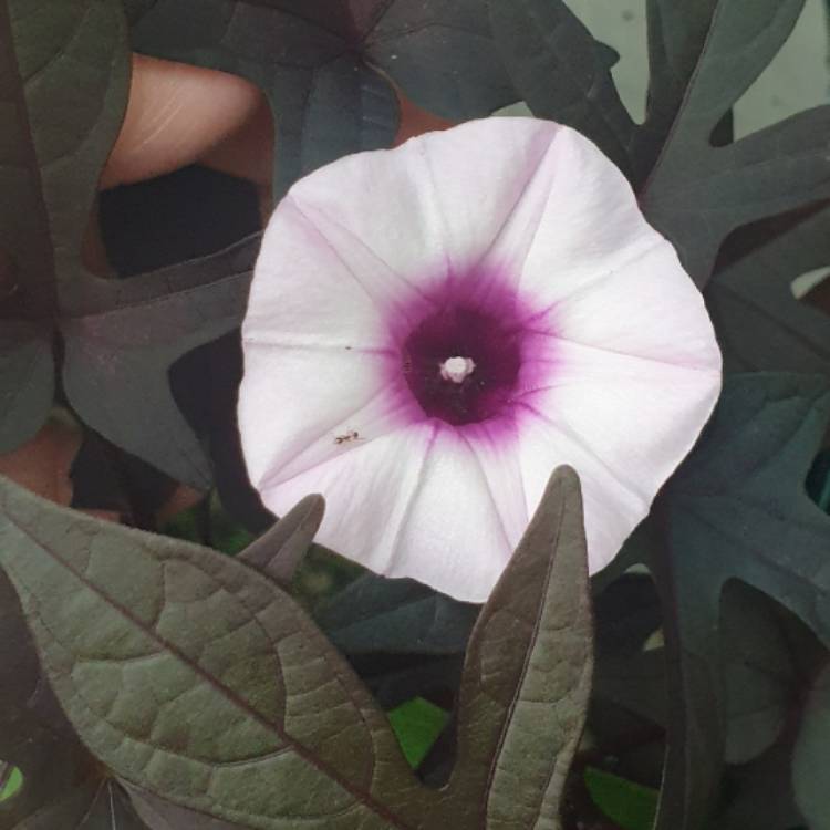 plant image 1576441