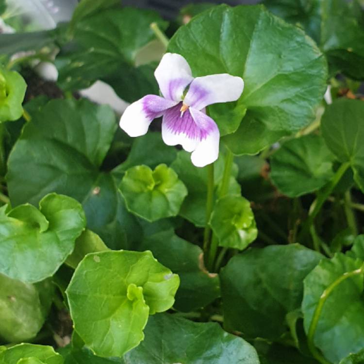 plant image 1576444