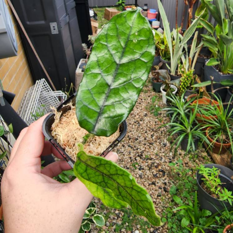 Plant image Hoya Villosa