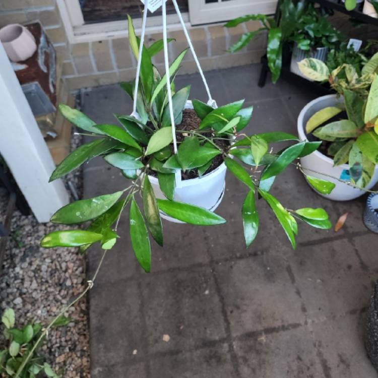 plant image 1592870 plant image 1592870