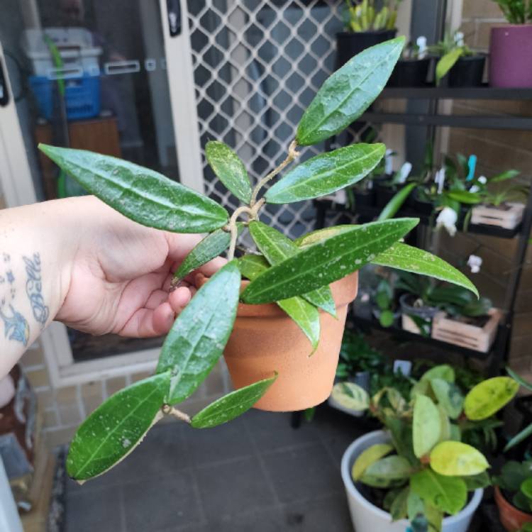 plant image 1592872