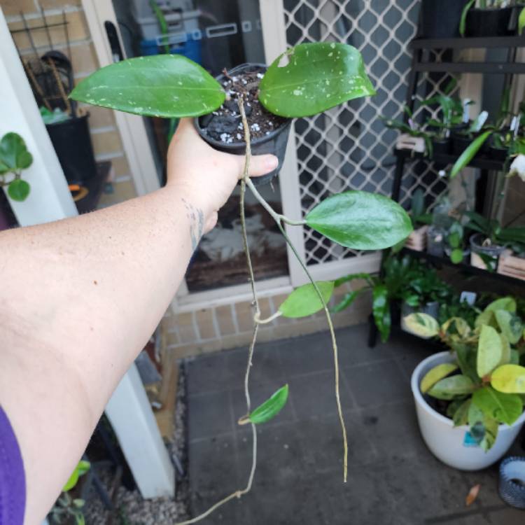 Plant image Hoya cinnamomifolia