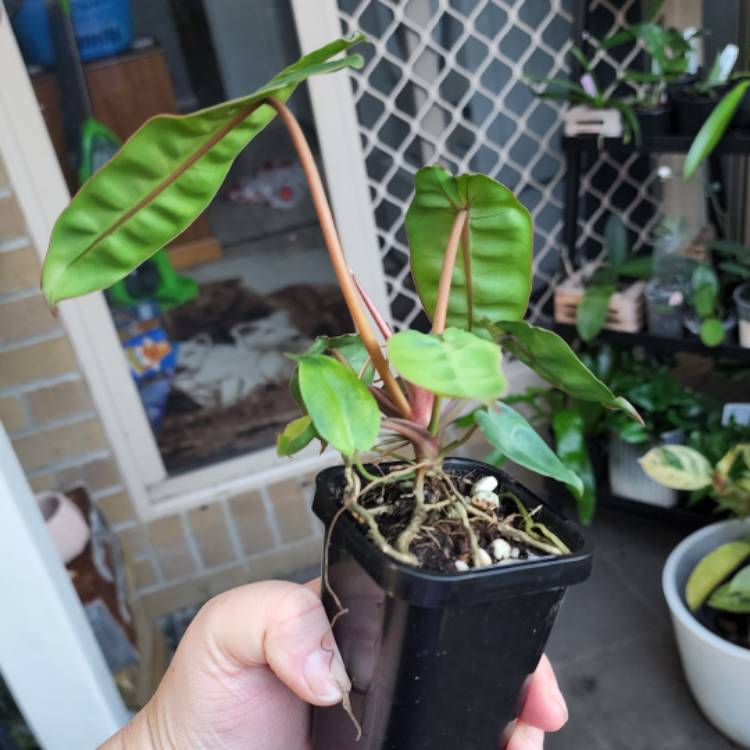 plant image 1592876