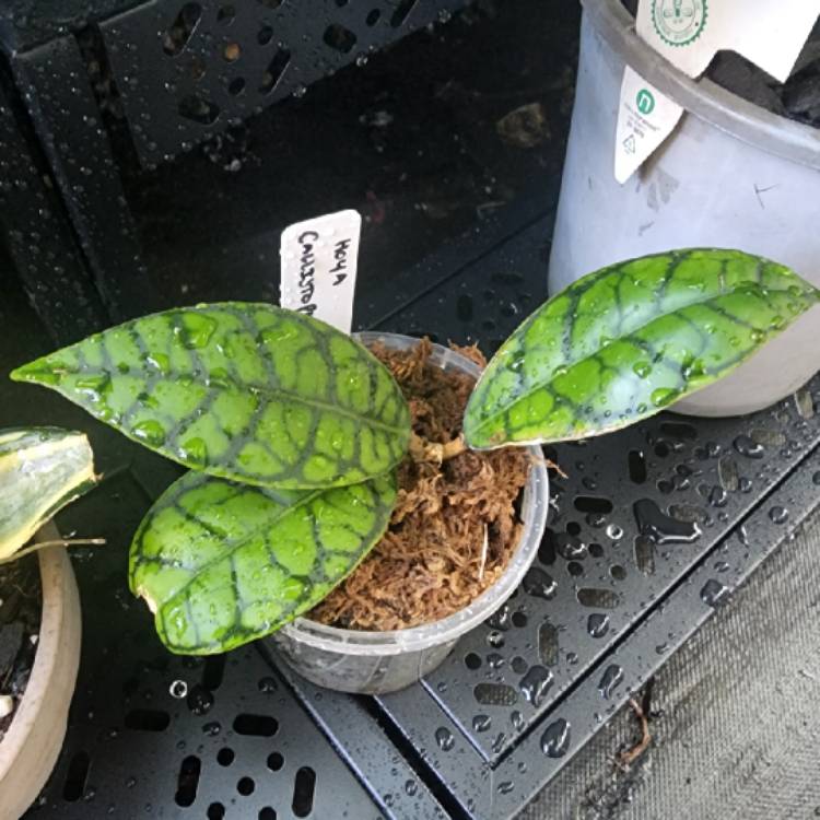 plant image 1610085 plant image 1610085
