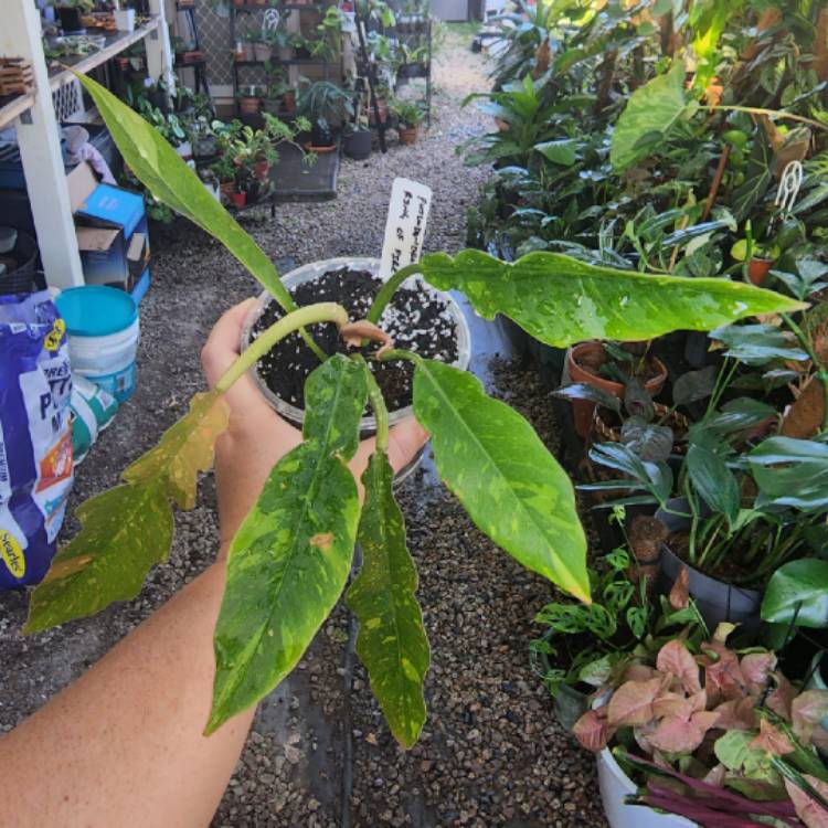 plant image 1610093