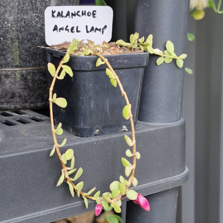 plant image 1622443 plant image 1622443