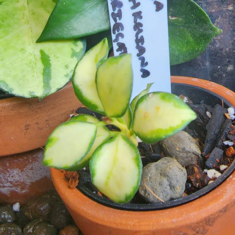 plant image 1627355 plant image 1627355