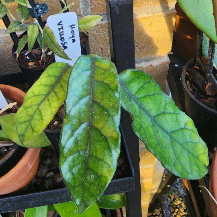 plant image 1627357