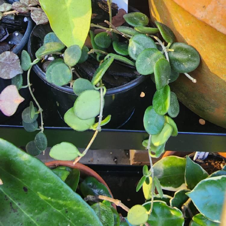 plant image 1627364 plant image 1627364