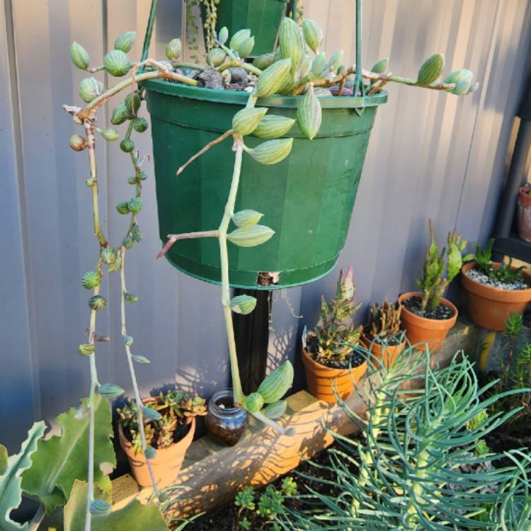 plant image 1627366 plant image 1627366