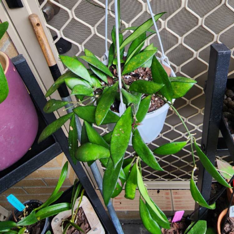 plant image 1627844 plant image 1627844