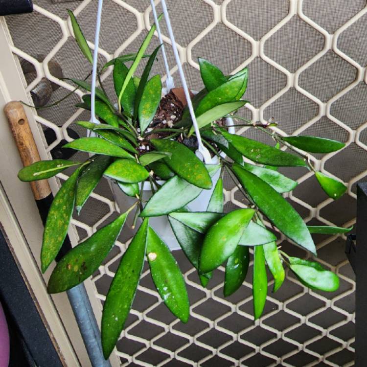plant image 1627845 plant image 1627845