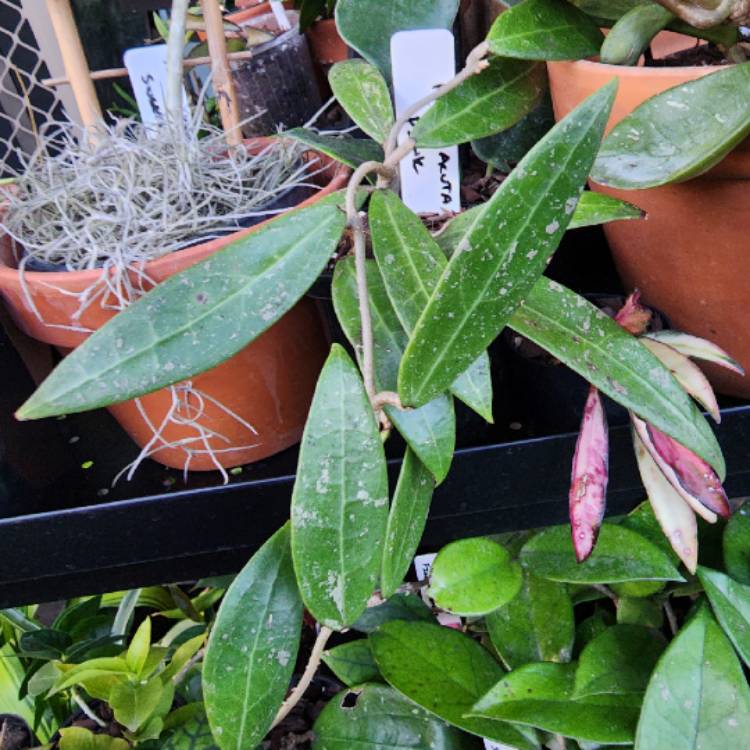 plant image 1629506