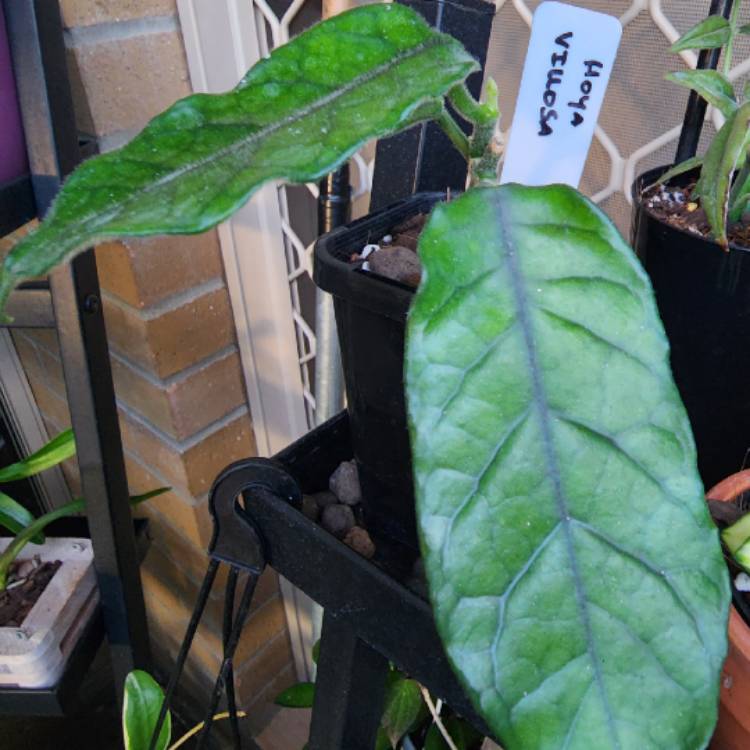 plant image 1629507