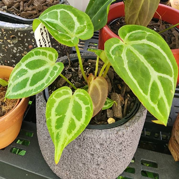 plant image 1629808