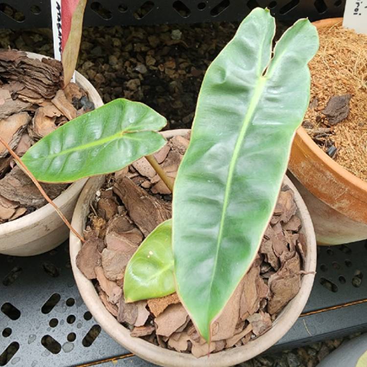 plant image 1629809