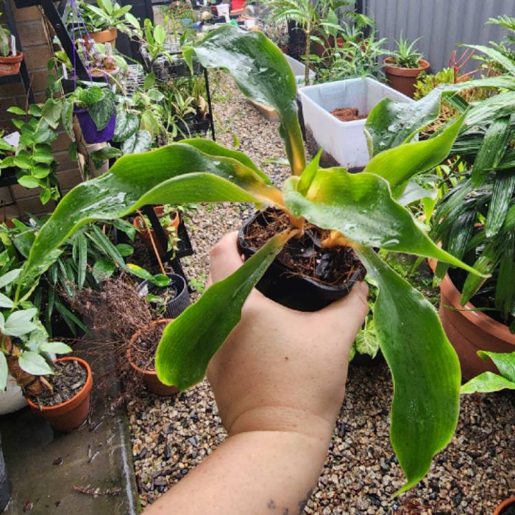 Plant image Chlorophytum amaniense 'Green Orange'