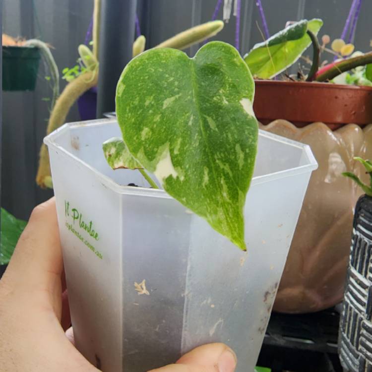 plant image 1633772