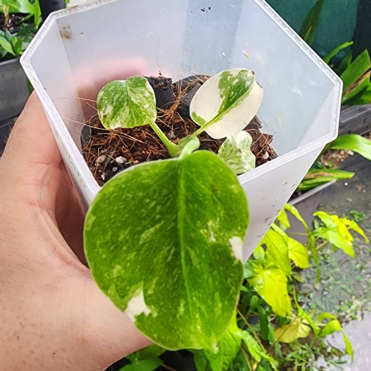 plant image 1633773