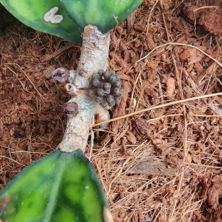 plant image 1633774 plant image 1633774