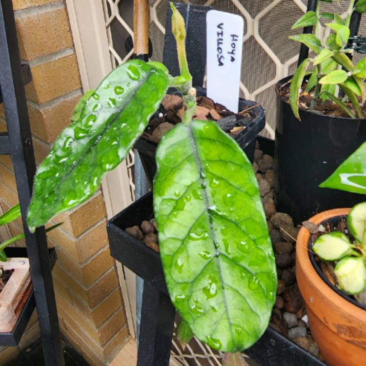 plant image 1633800