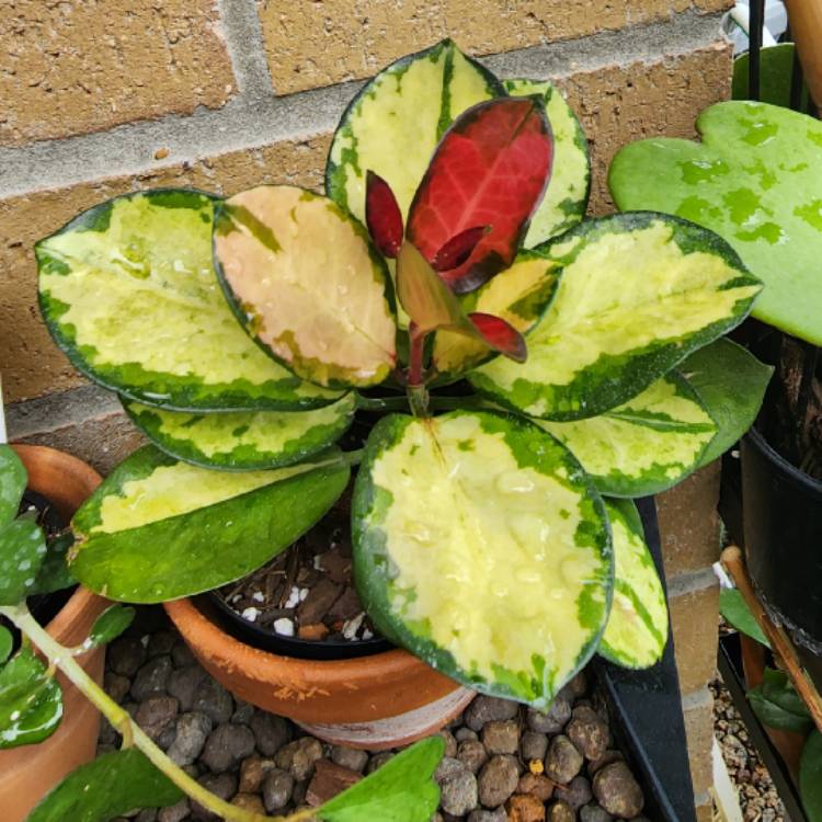 plant image 1633813 plant image 1633813