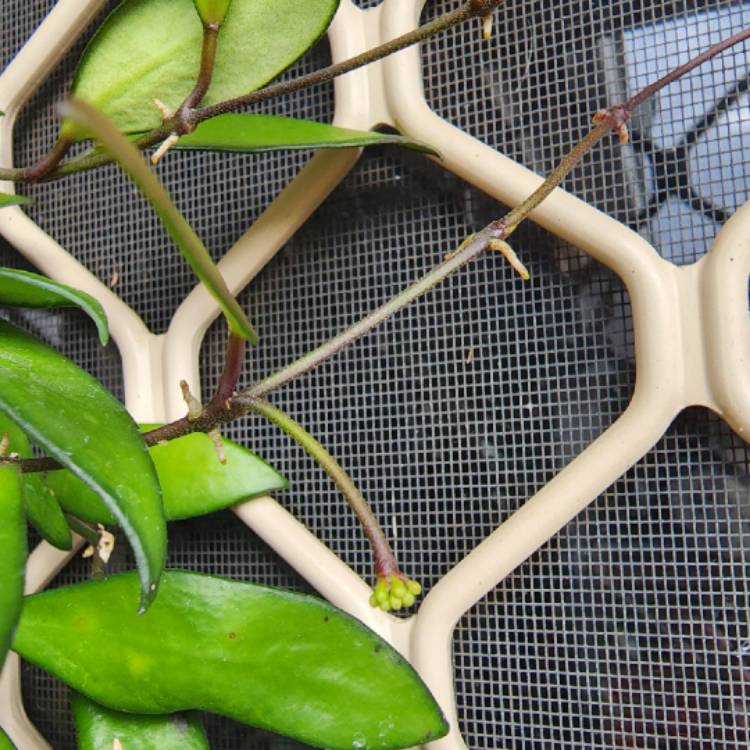 plant image 1636626 plant image 1636626