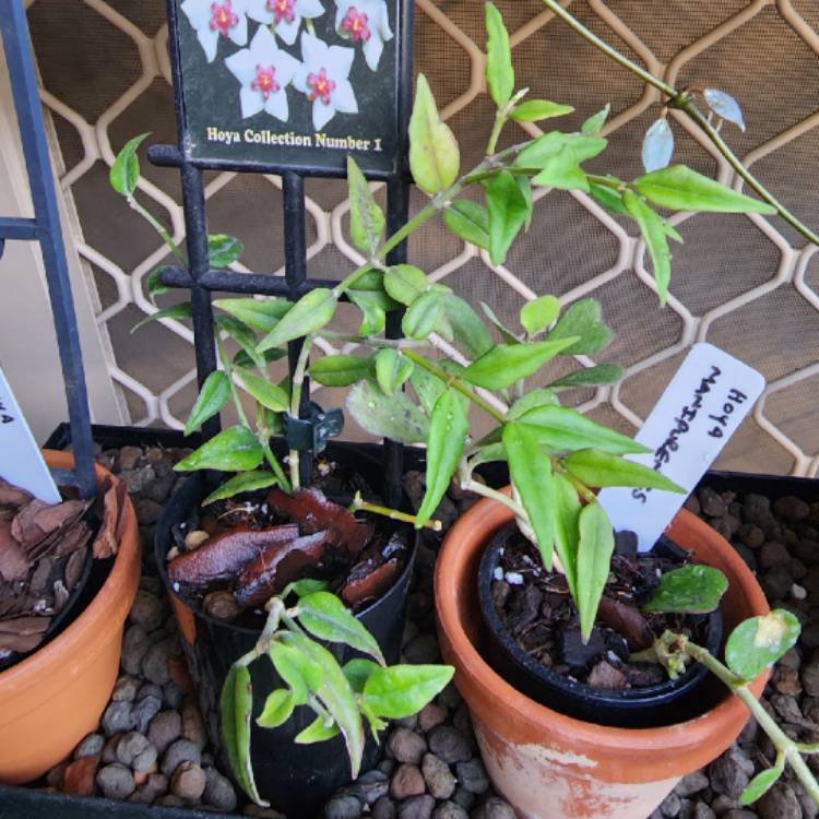 Plant image Hoya Bella