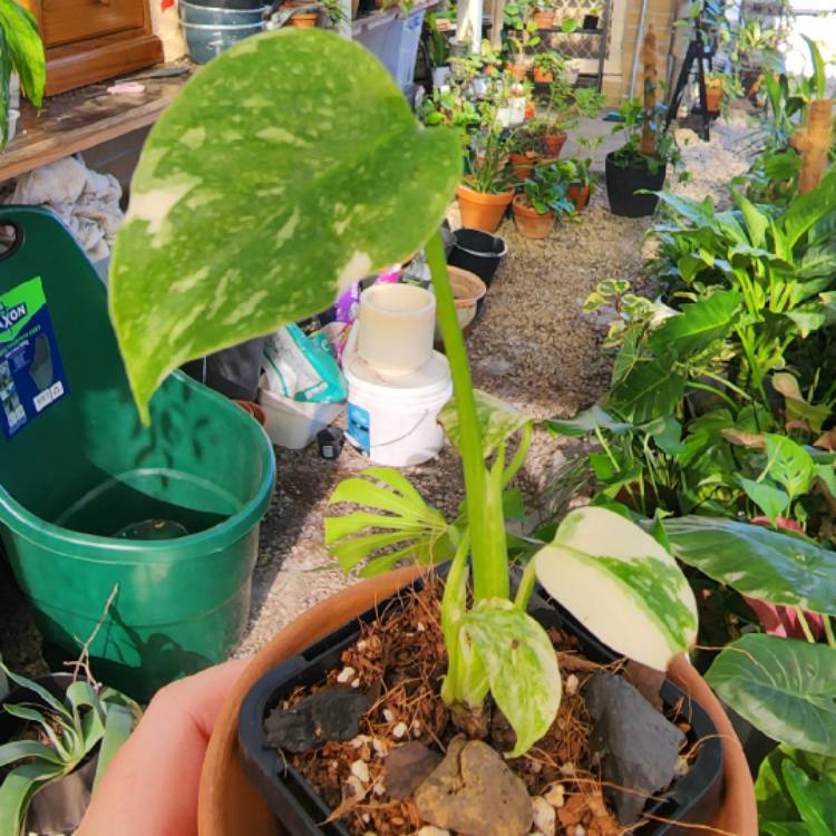 plant image 1636952