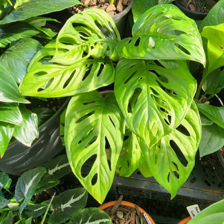 plant image 1636961