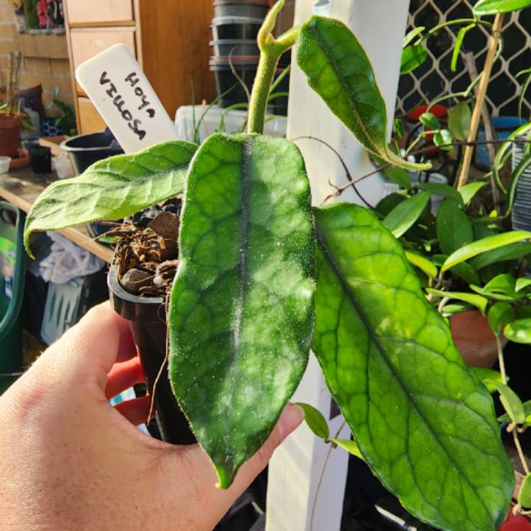 plant image 1636962