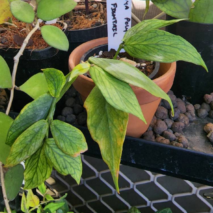 plant image 1636964