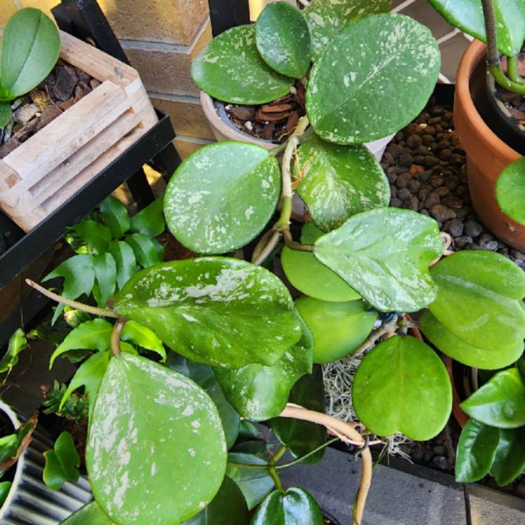 plant image 1636965