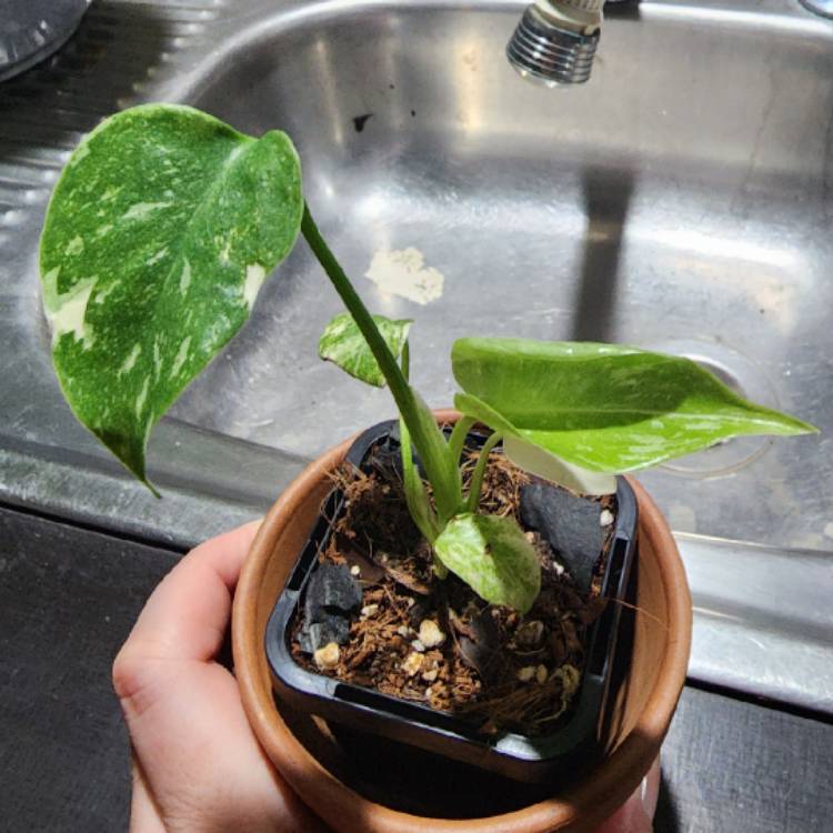 Plant image Monstera deliciosa 'Thai Constellation'