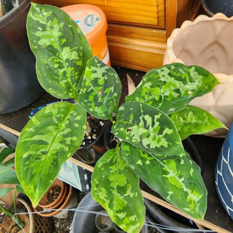 Plant image Aglaonema Pictum 'Tricolor'