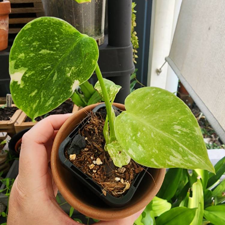 plant image 1638751